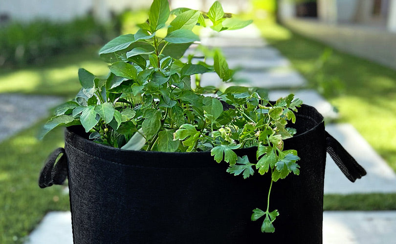 Portable Gardening with Grow Bags - Carolina Country