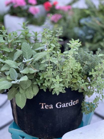 Tea Garden Kit with seasonal herb plants