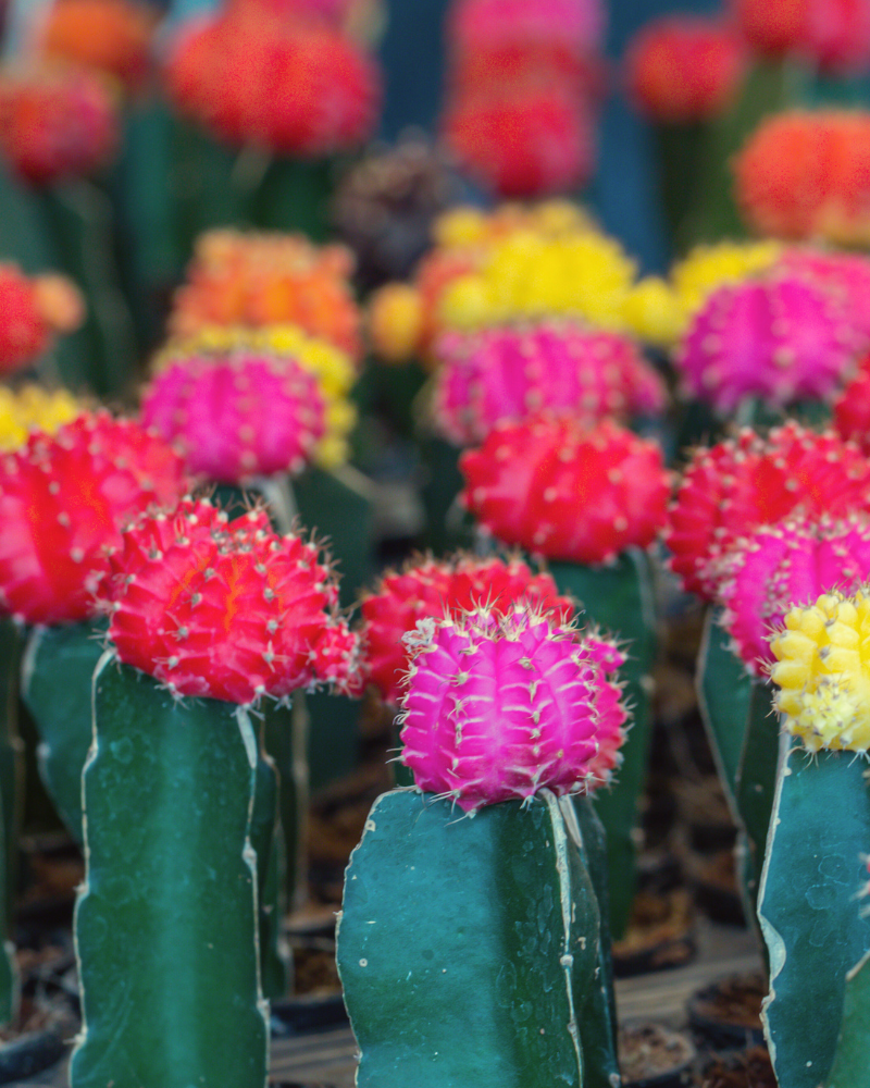 Colorful Moon Cactus Desktop Plant in black ceramic planter