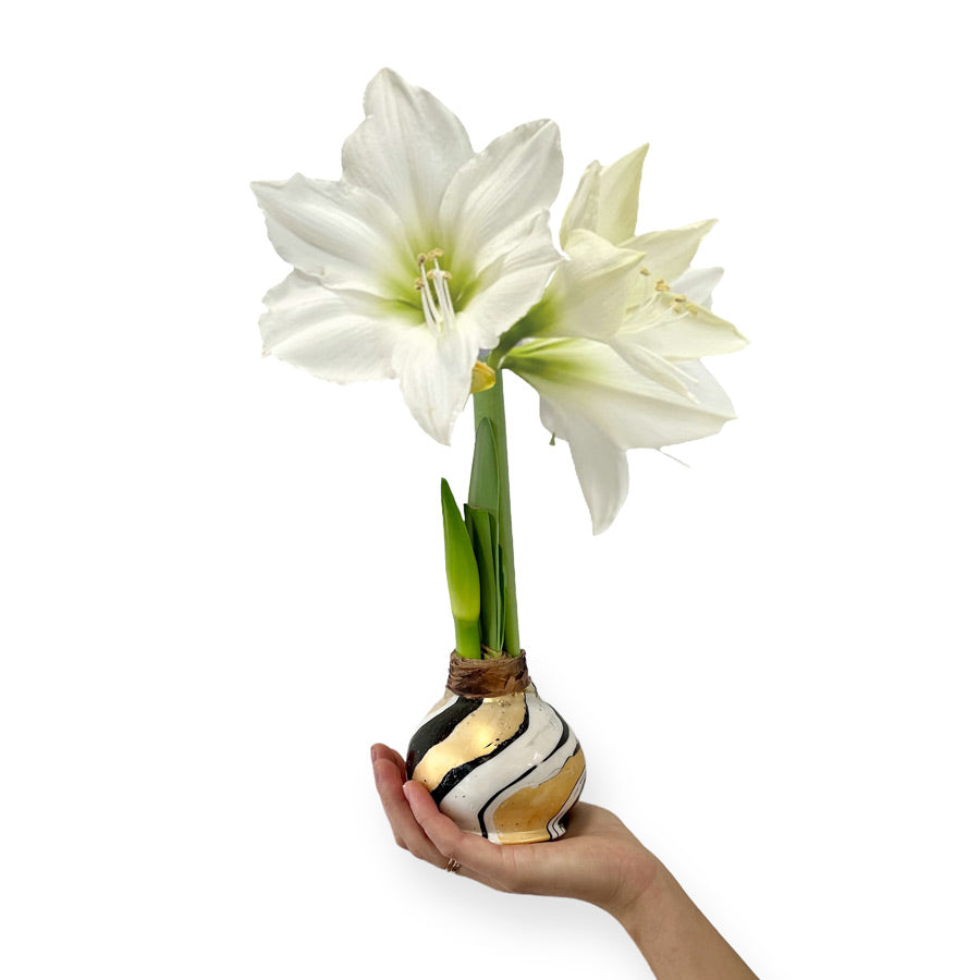 Winter Waxed Amaryllis Bulb with XL White Blooms