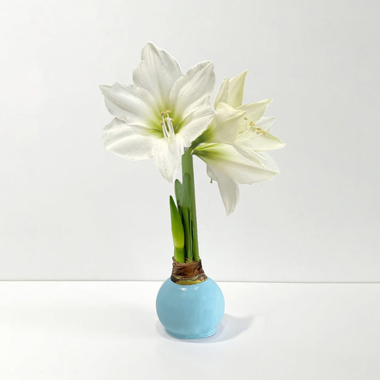 Spring Pastel Waxed Amaryllis Bulb‎ with white blooms
