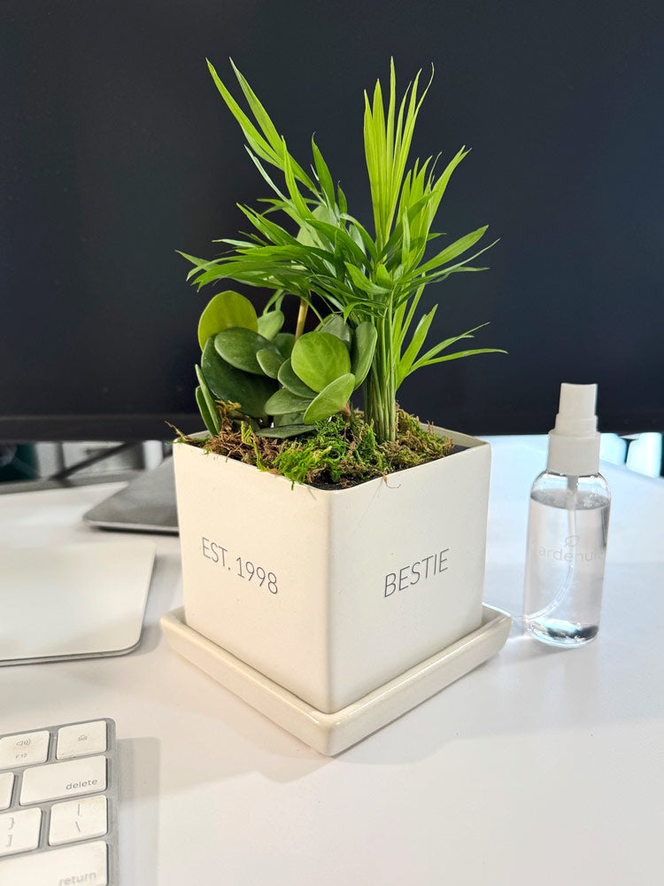 Conversation Tropical Desktop Garden with personalized planter