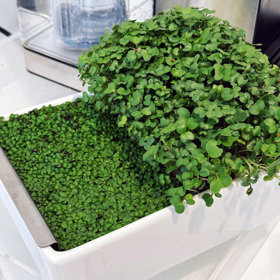 Microgreens Desktop Garden Starter Kit