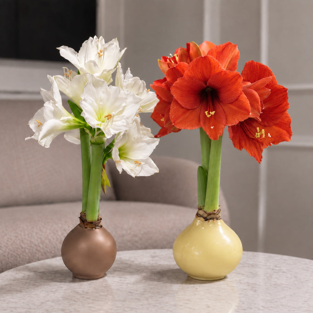 Butter Yellow Waxed Grande Amaryllis Bulb with sovereign blooms