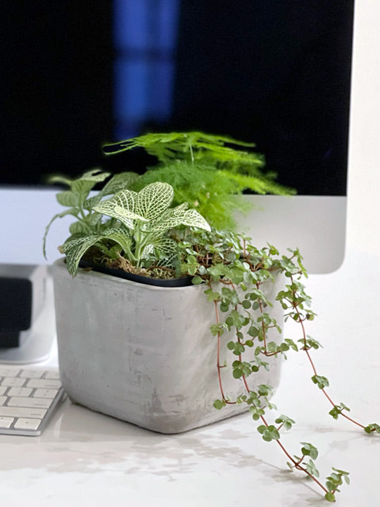 Fill out the registration form to start receiving personalized growing tips.