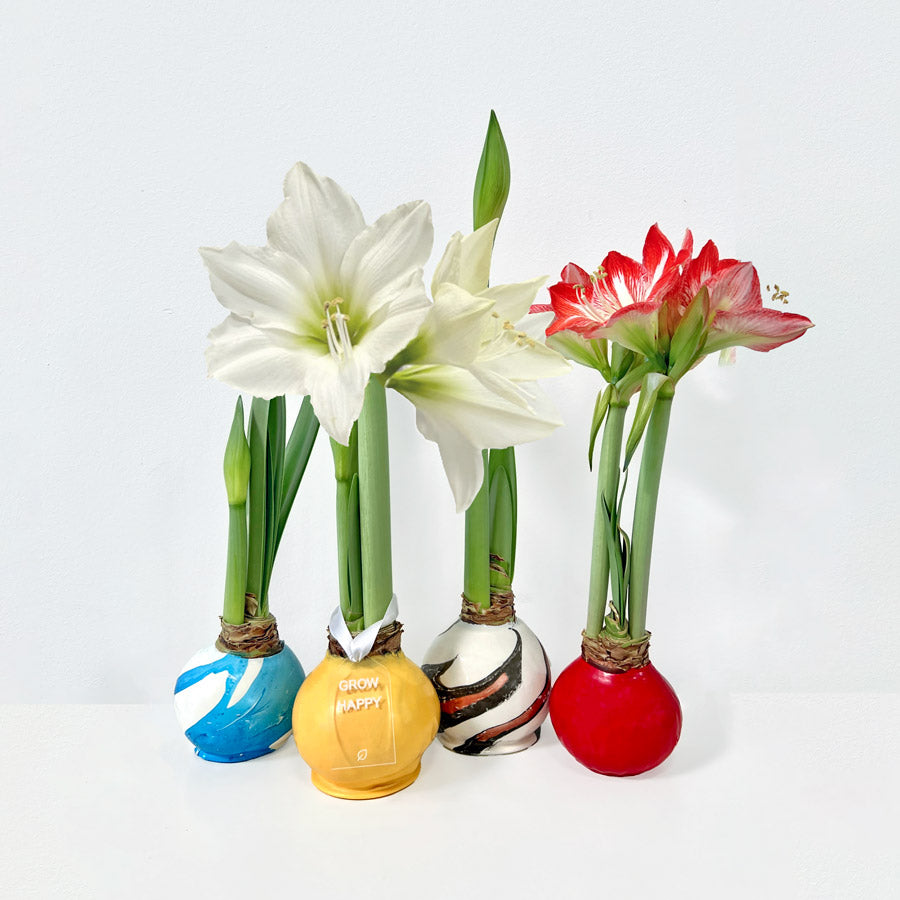 EJ - Wax-Dipped Amaryllis Bulb 4-Month Subscription