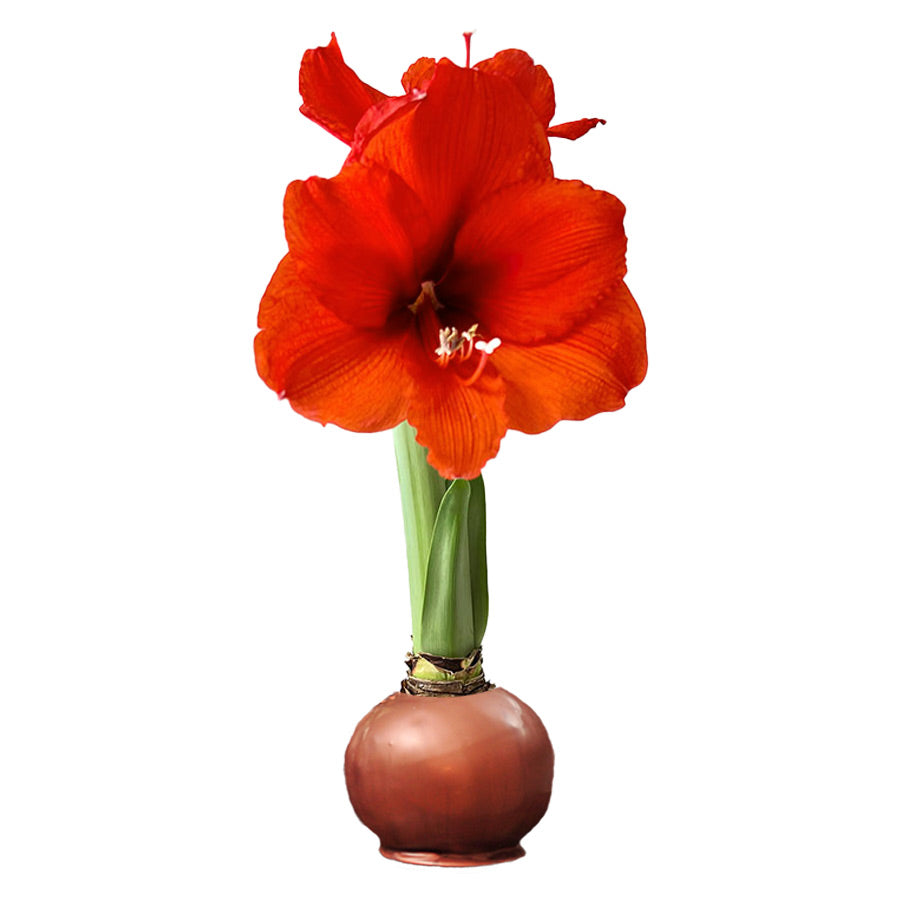 Fall Waxed Amaryllis Bulb with sovereign blooms
