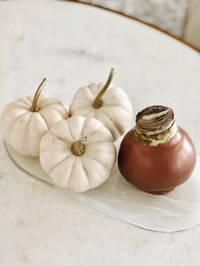 Fall Waxed Amaryllis Bulb with sovereign blooms