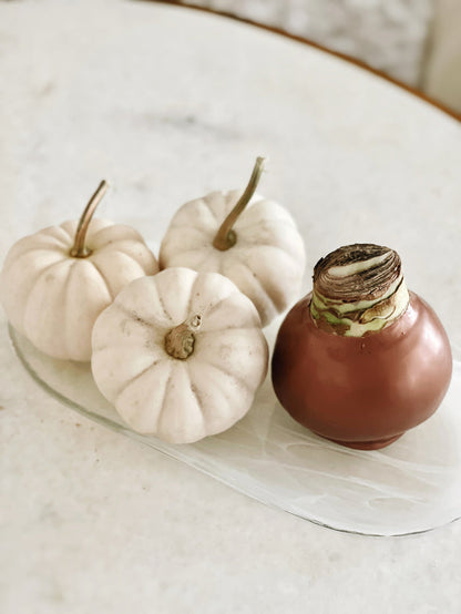 Fall Waxed Amaryllis Bulb with sovereign blooms