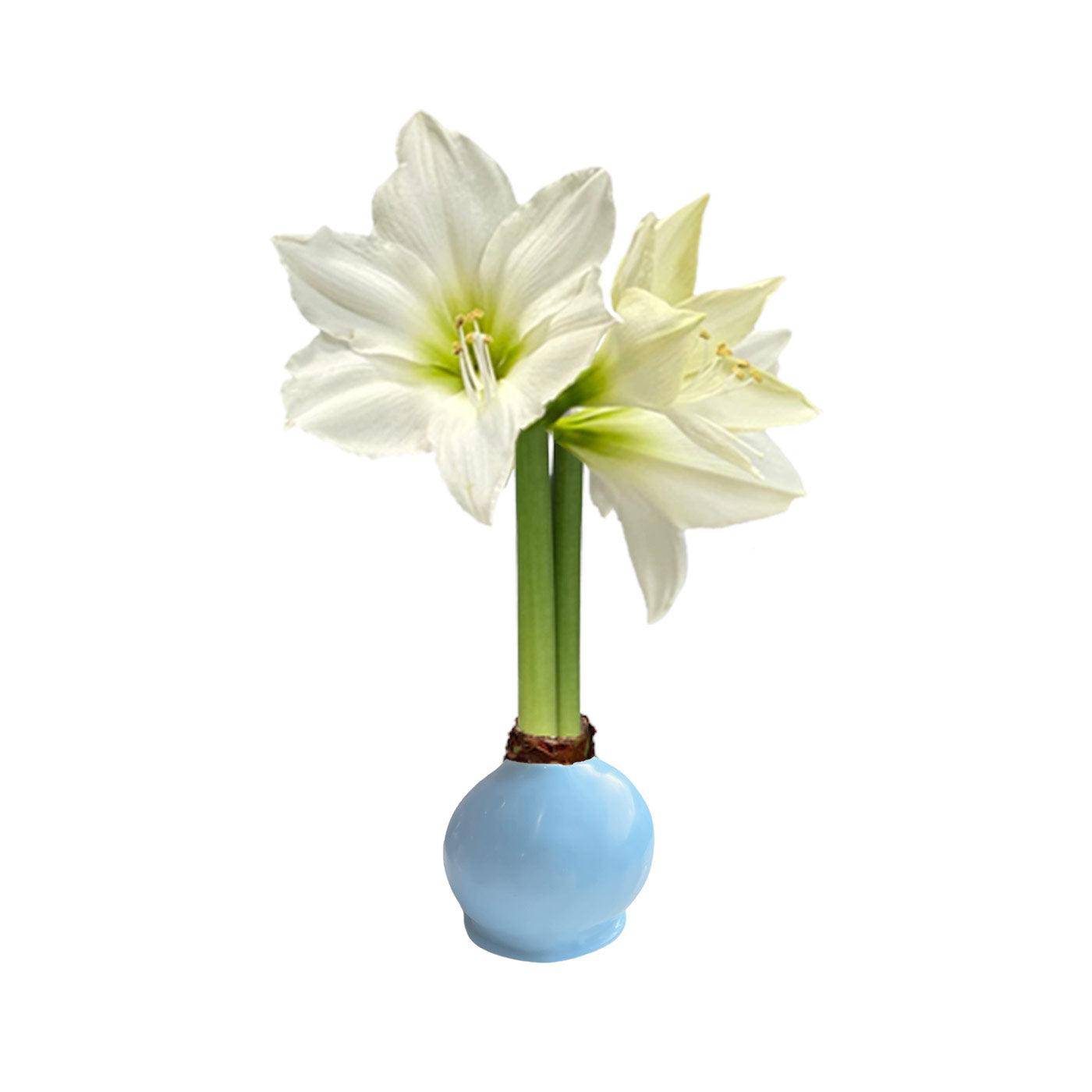 Springtime Blue Waxed Amaryllis Bulb with white blooms