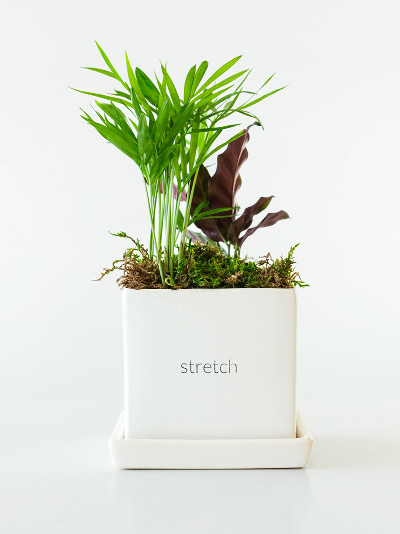 Be Well Tropical Desktop Garden