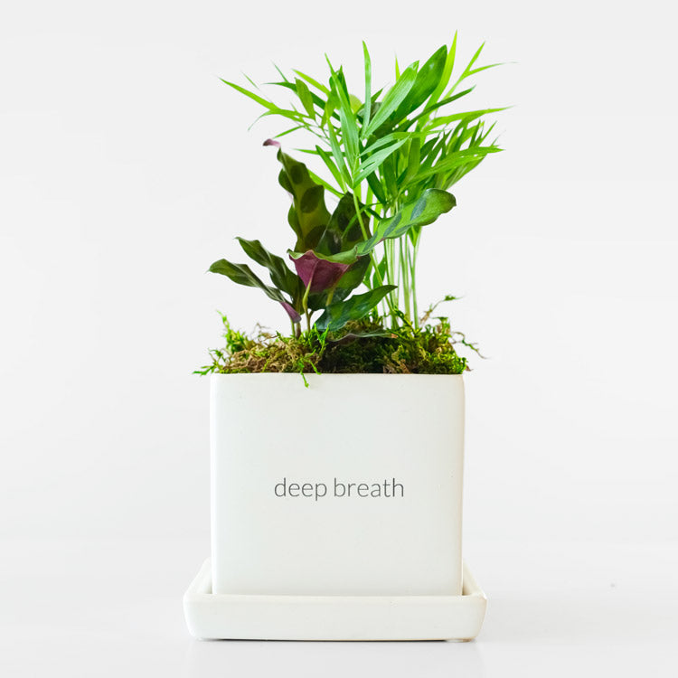 Be Well Desktop Garden Gift Set with notebook