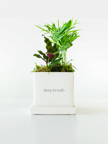 Be Well Tropical Desktop Garden