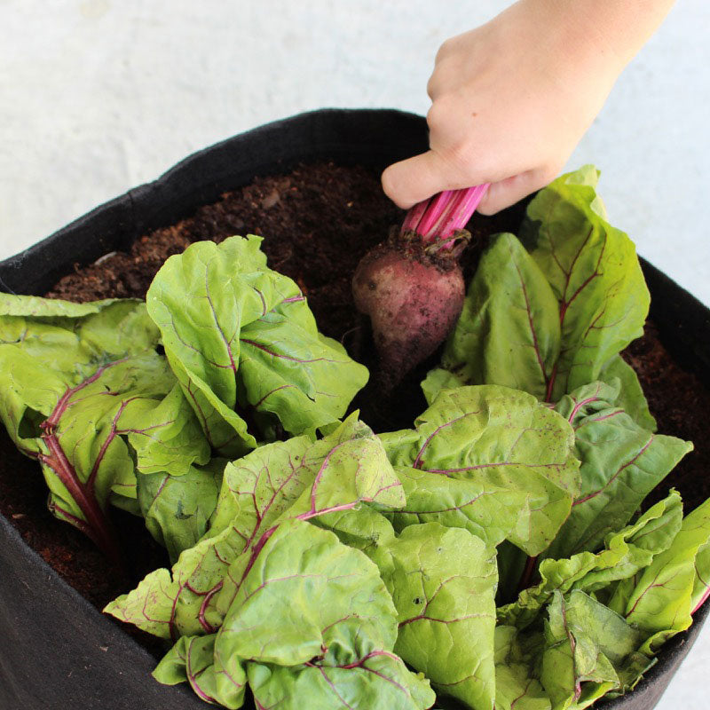 Growing For Good Garden Kit with veggie seed strips + herb plants