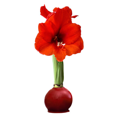 Cranberry Waxed Amaryllis Bulb with sovereign blooms
