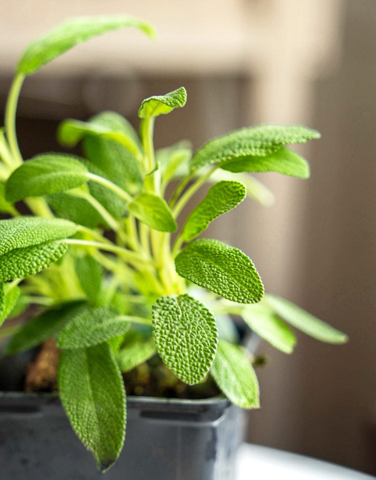 Spring Kitchen Herb Plant Collection