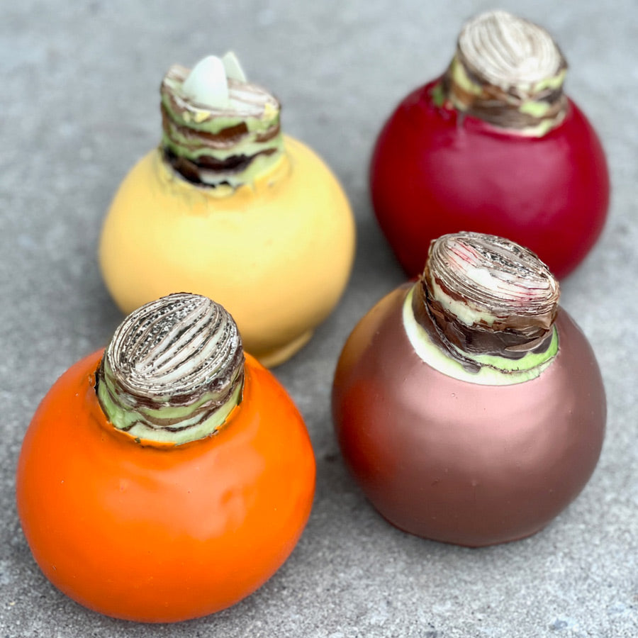 Cranberry Waxed Amaryllis Bulb with sovereign blooms