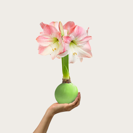 image of Spring Waxed Amaryllis Bulb with appleblossom blooms