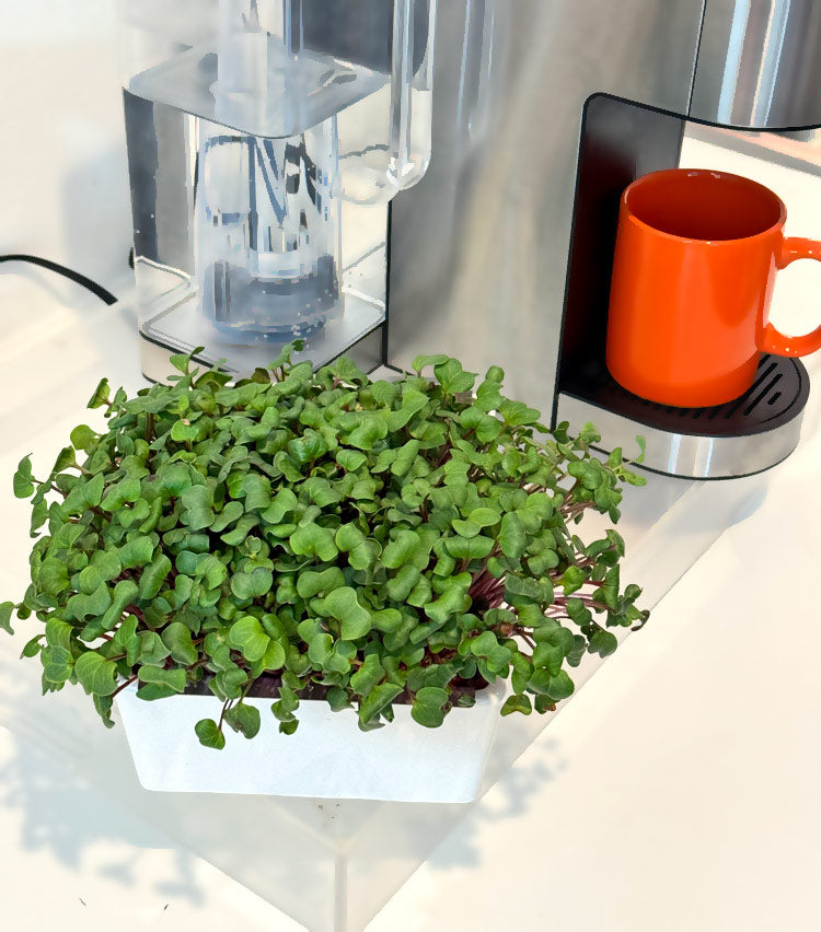 Microgreens Desktop Garden Starter Kit