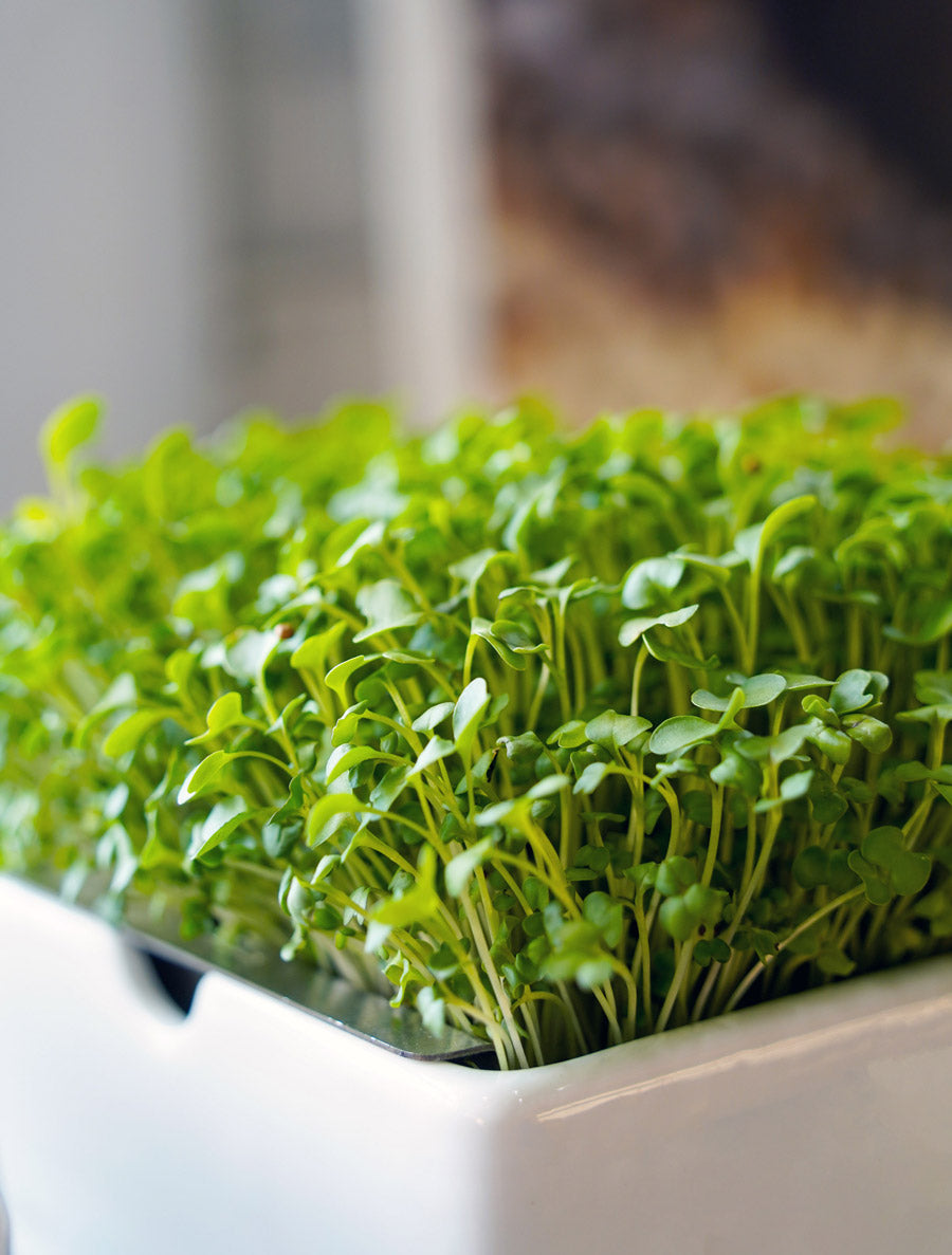micro plants indoor Microgreens Starter Kit