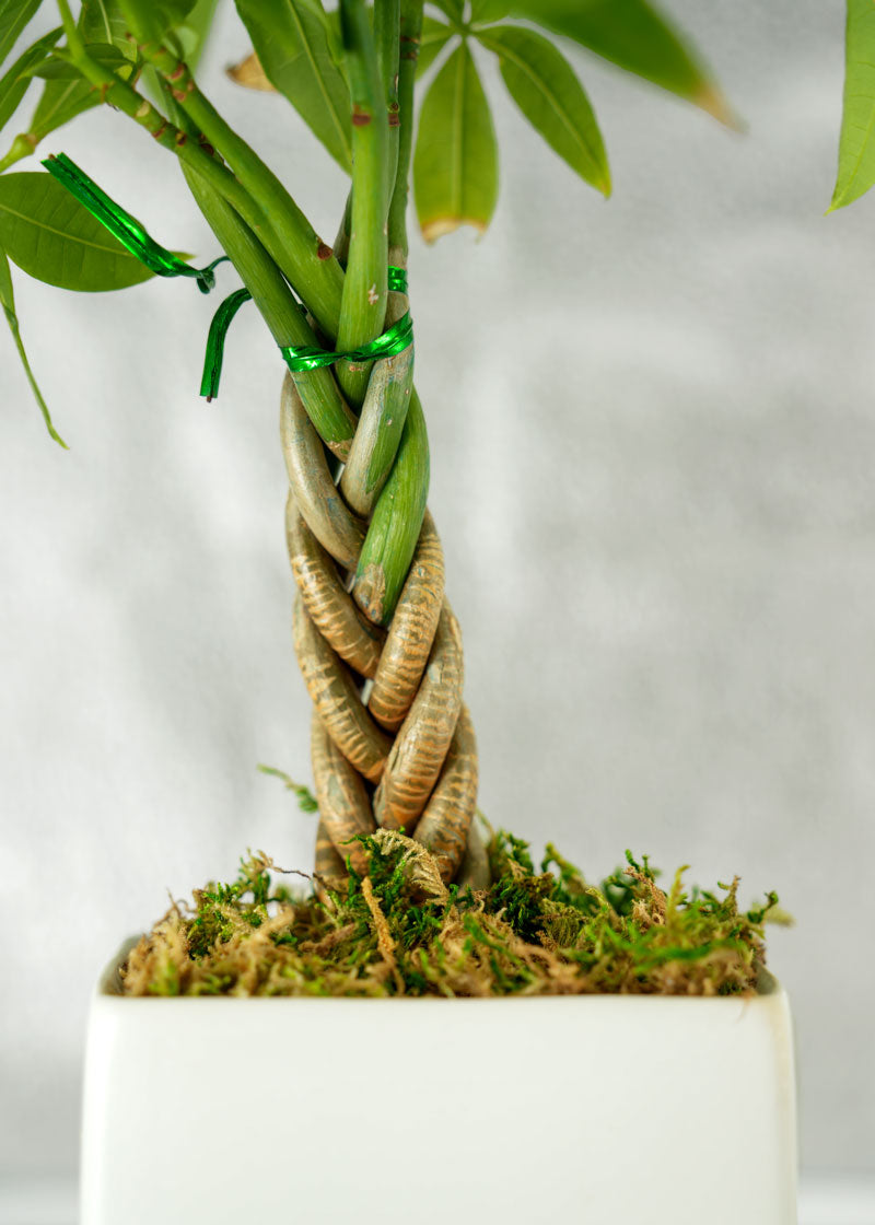 Mini Money Tree Desktop Plant for growing good fortune
