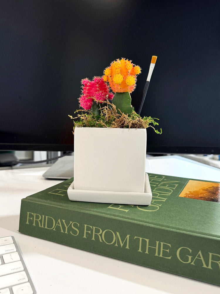 Mini Moon Cactus Desktop Garden in white ceramic planter