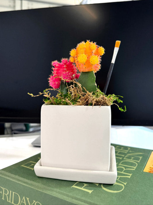 Mini Moon Cactus Desktop Garden in white ceramic planter image