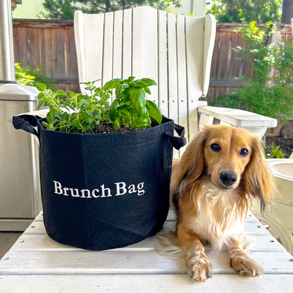 Brunch Bag Garden Kit with seasonal herb plants