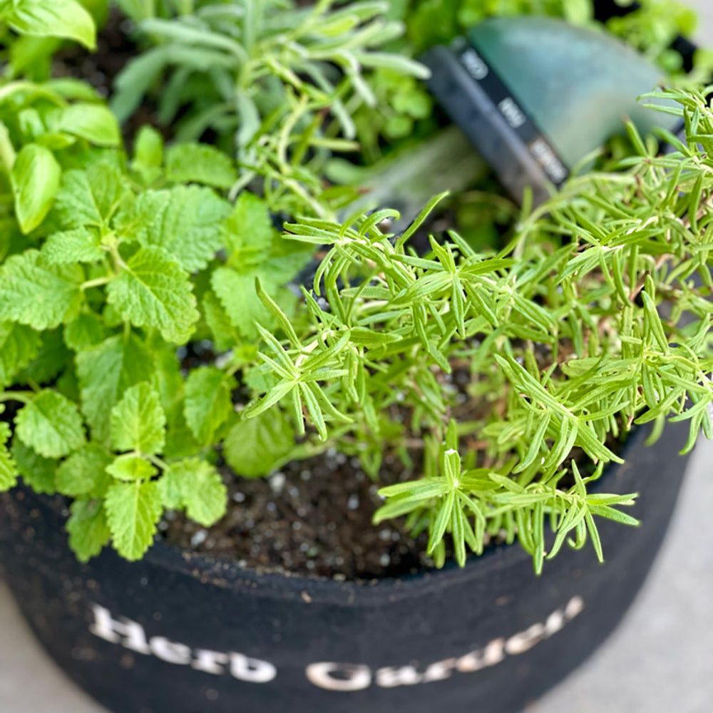 Herb Garden Kit with seasonal culinary herbs