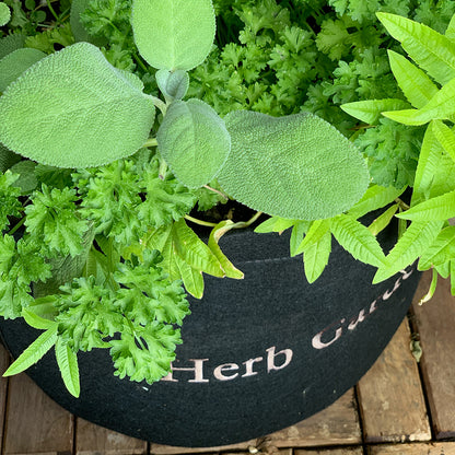 Herb Garden Kit with seasonal culinary herbs