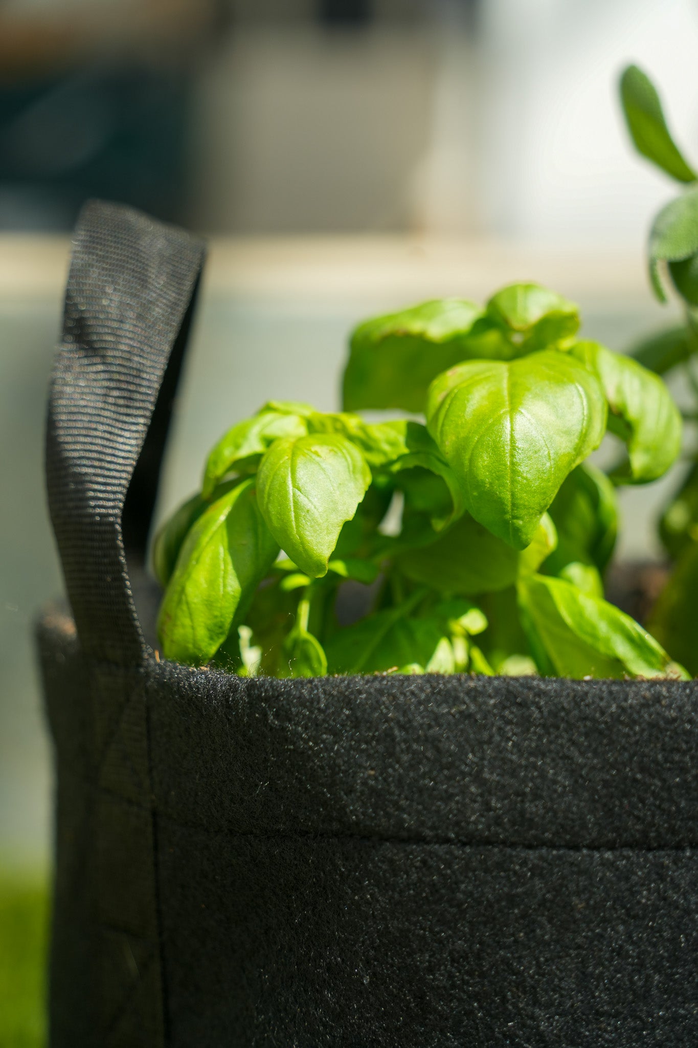 Savory Mini Patio Garden Kit