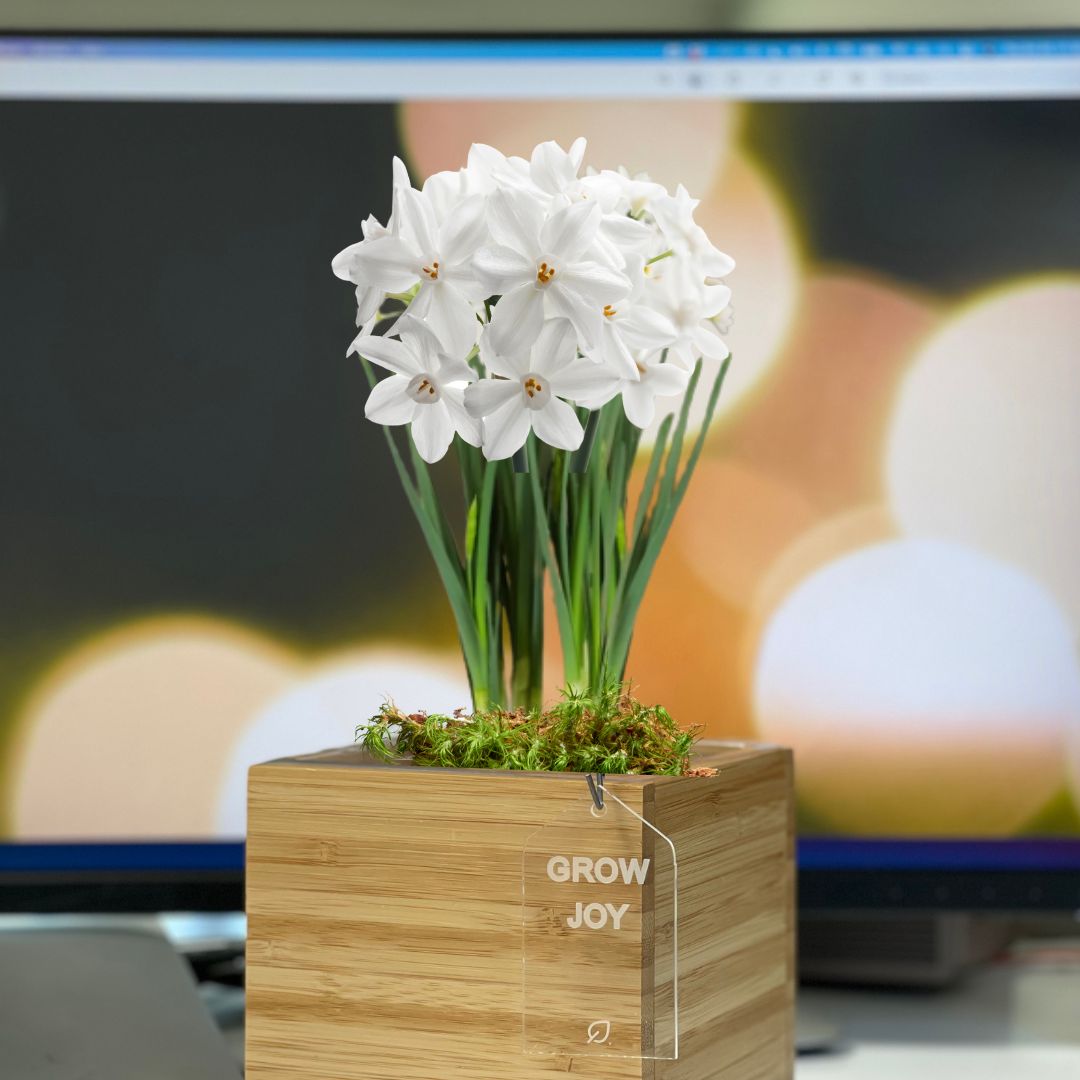 Paperwhite Desktop Garden