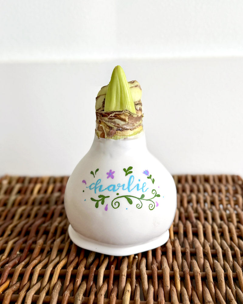 Personalized White Waxed Amaryllis Bulb with bright white blooms