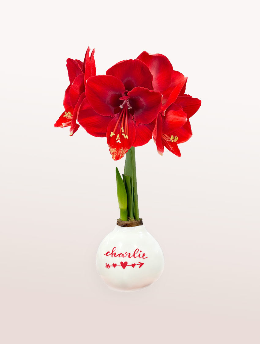 Personalized Valentine Waxed Amaryllis Bulb with bold red blooms