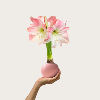 Spring Waxed Amaryllis Bulb with appleblossom blooms