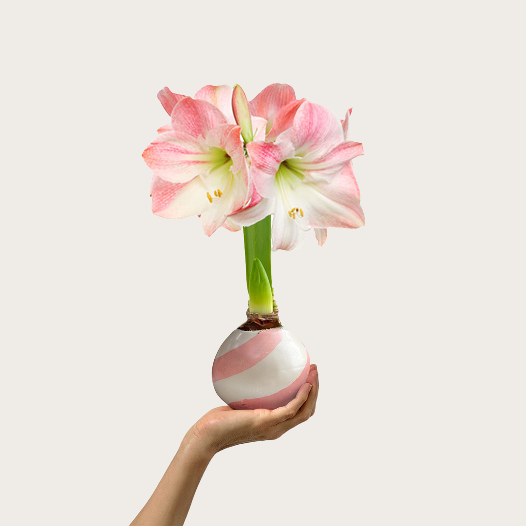 Spring Waxed Amaryllis Bulb with appleblossom blooms