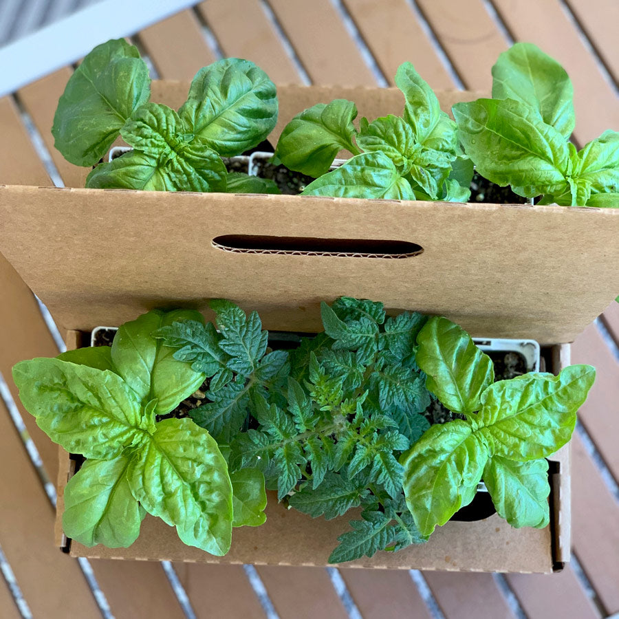 Next Season Garden Refresh Kit with seasonal plants