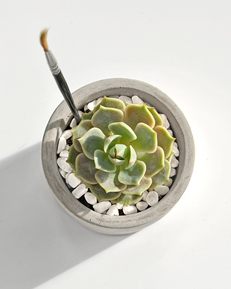 soft succulent plants Rose Succulent Desktop Plant Pre-Planted