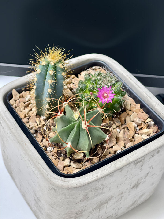 Succulent Desktop Garden