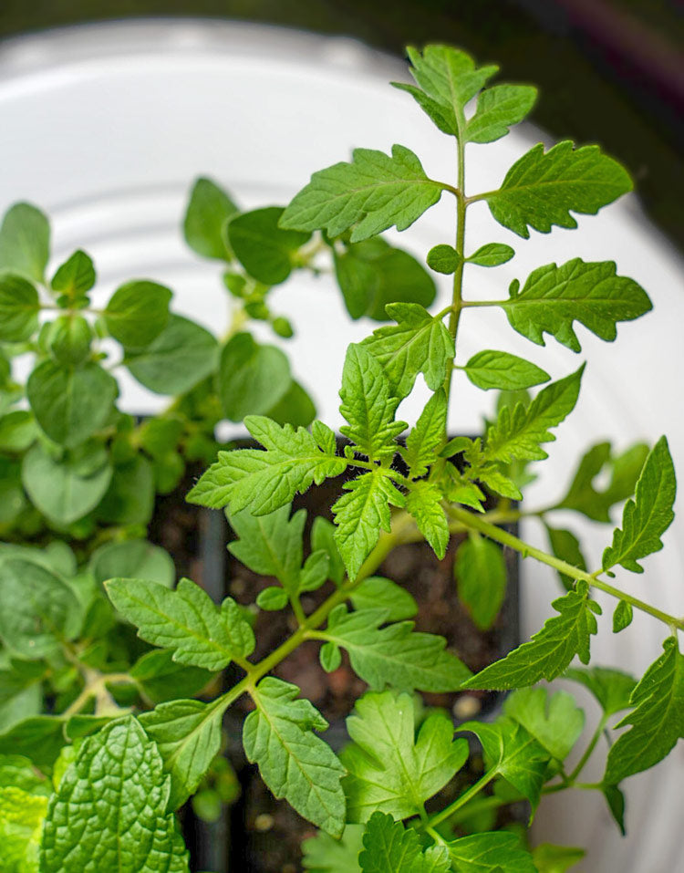 Simply Rooted Patio Garden Kit with seasonal vegetable + herb plants