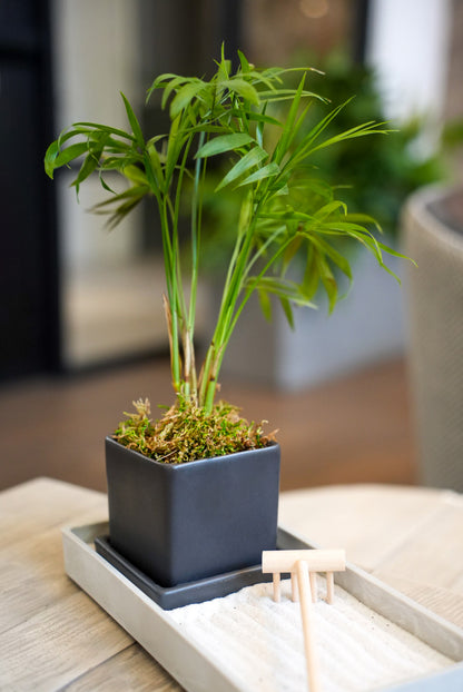 Zen Desktop Garden with mini tropical plant