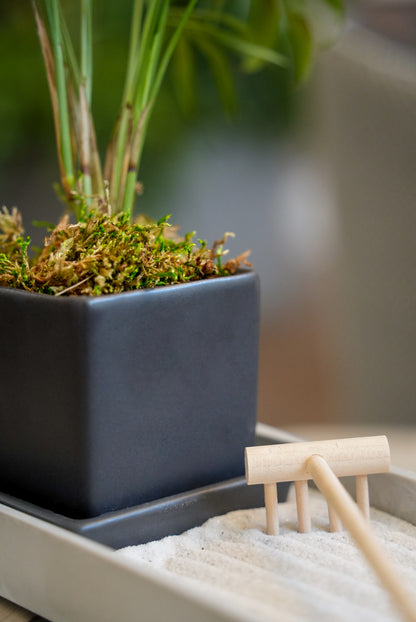 Zen Desktop Garden with mini tropical plant