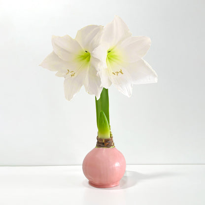 Spring Pastel Waxed Amaryllis Bulb‎ with white blooms