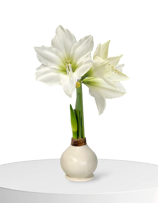Patriotic Waxed Amaryllis Bulb‎ with white blooms