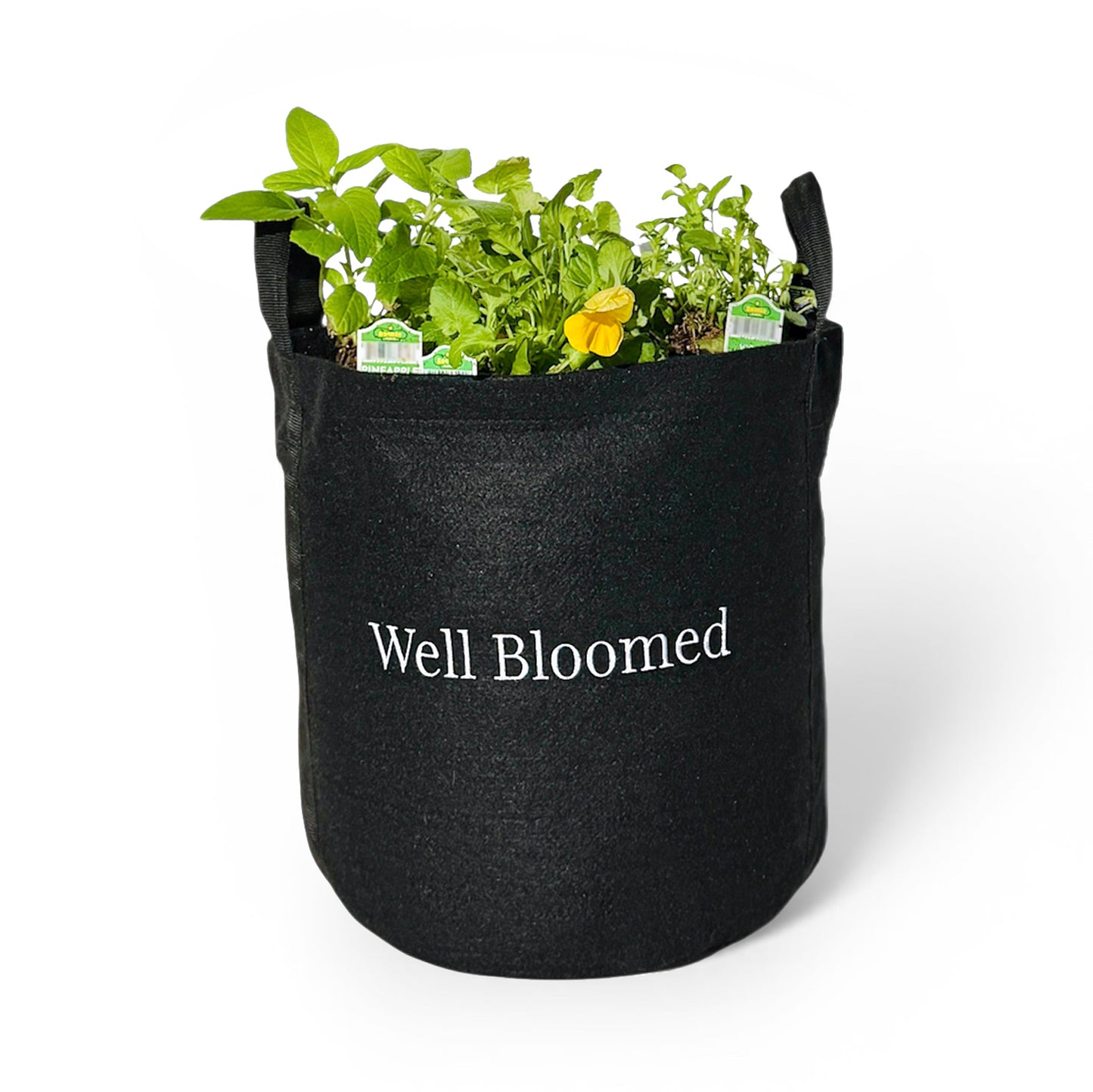The Well Bloomed Garden Kit with edible flowers + herb plants