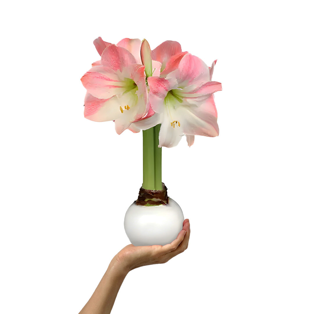 White Waxed Amaryllis Bulb with pink + white blooms