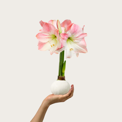 Spring Waxed Amaryllis Bulb with appleblossom blooms