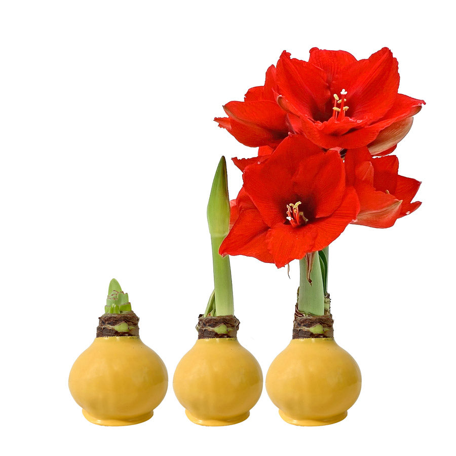 Fall Waxed Amaryllis Bulb with sovereign blooms