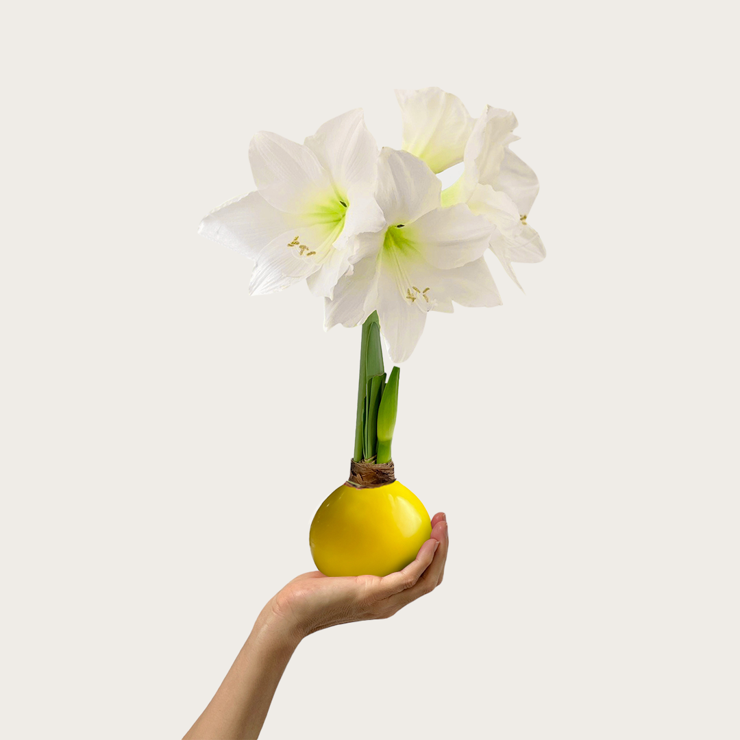 Spring Waxed Amaryllis Bulb with white blooms