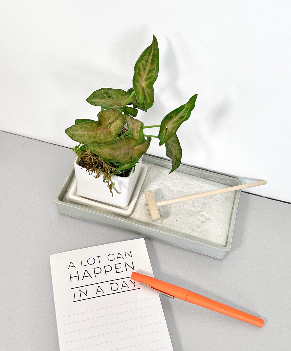 Zen Desktop Garden with mini tropical plant